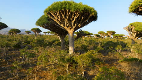 dracaena cinnabari in firhmin forest, yemen - aerial pullback