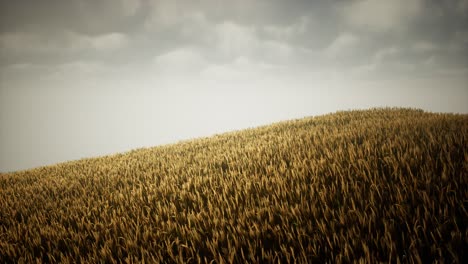 nubes oscuras y tormentosas sobre el campo de trigo