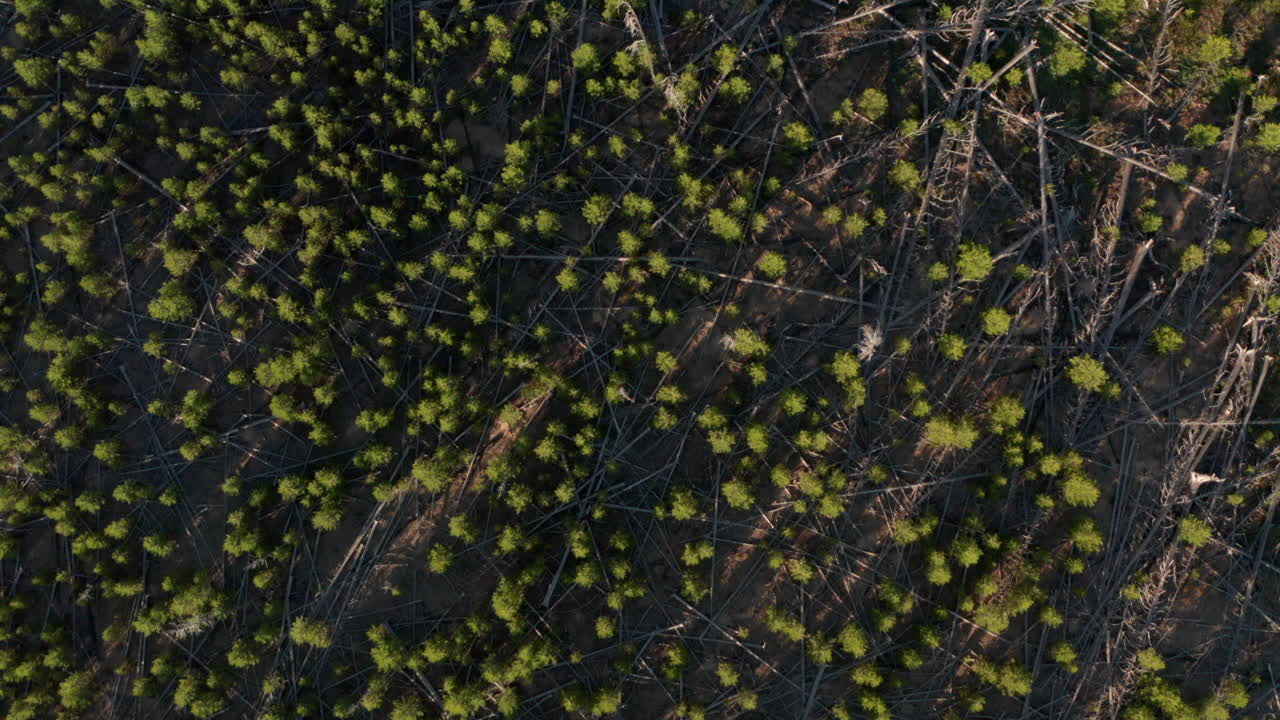 Top down rising aerial shot over regrowing forest after a fire