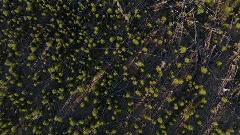 top down rising aerial shot over regrowing forest after a fire