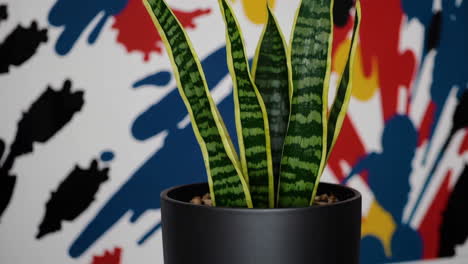 snake plant in a black pot against a colorful abstract wall