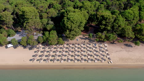 Aerial:-Tropical-organised-beach-with-many-ubrellas-near-lush-pine-tree-forest-and-turquoise-sea