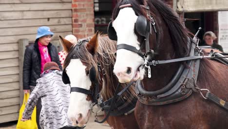 horses pulling a carriage in historic ballarat