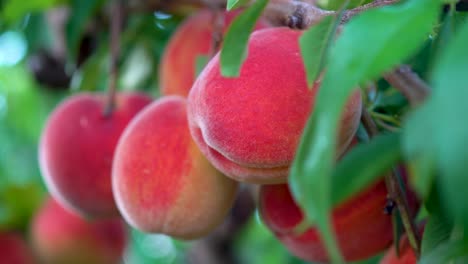 extreme closeup motion to the left of fresh ripe peaches hanging on a tree in an orchard-2