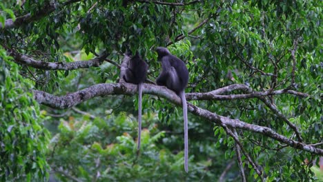 both facing to the left while sitting on a branch and suddenly turns to the right and the other changed position facing to the right, dusky leaf monkey trachypithecus obscurus, thailand