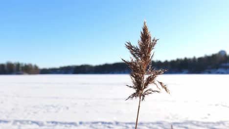 Winterliche-Seelandschaft-Mit-Nahaufnahme-Von-Schilfrohr,-Das-Im-Wind-Weht