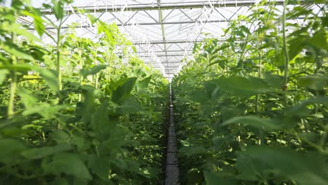 rows of tomato plants growing in a greenhouse