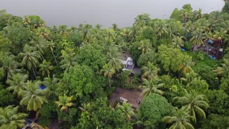 areal view of an area with a cluster of coconut trees, village , tropical region of kerala ,india