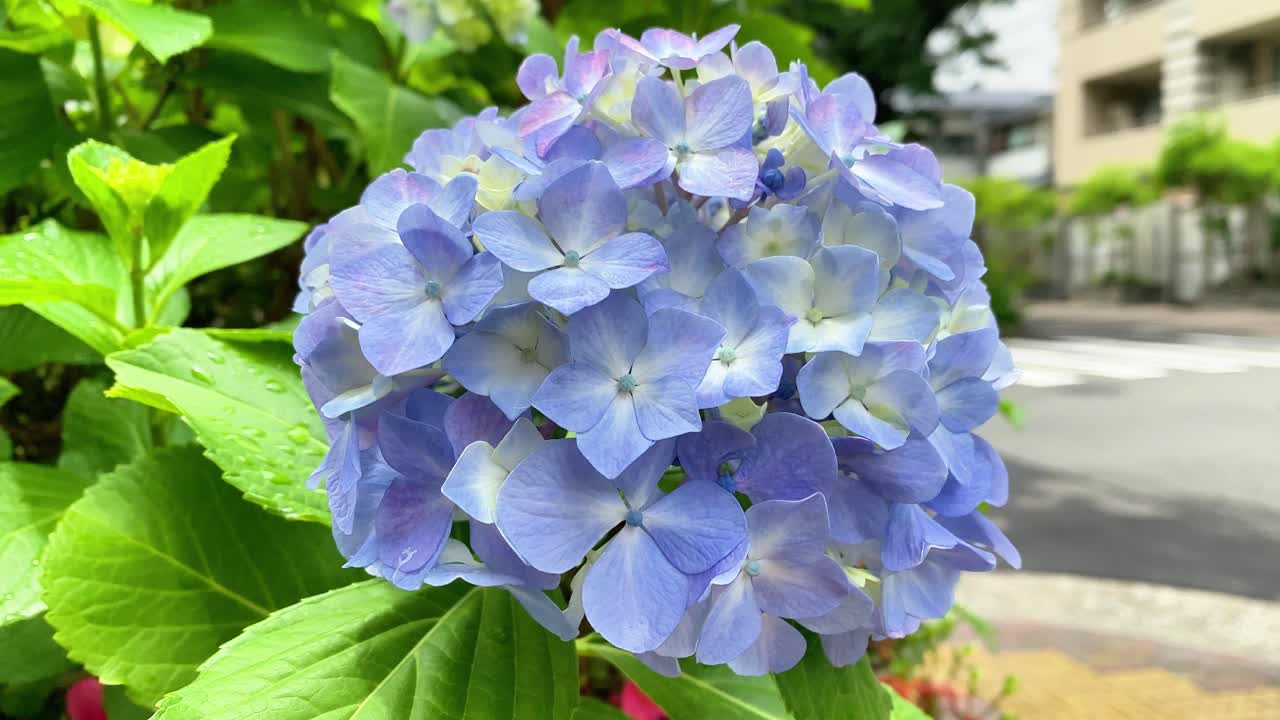 se convirtió en la temporada de floración de la hortensia