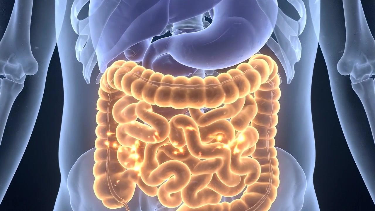 Corps squelettique complet avec les organes digestifs mis en évidence en visualisation médicale