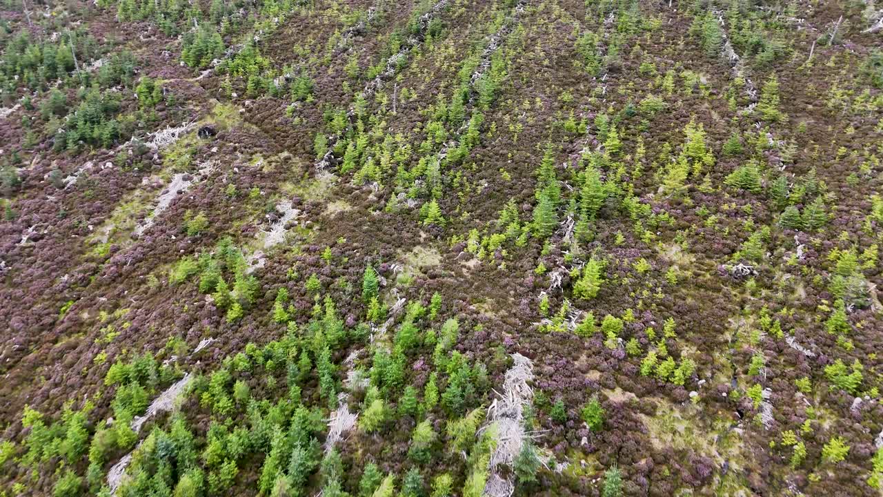 Drone glides above a patch of Sitka spruce trees surrounded by deforested land in the Scottish Highlands, under diffuse daylight with steady camera movement