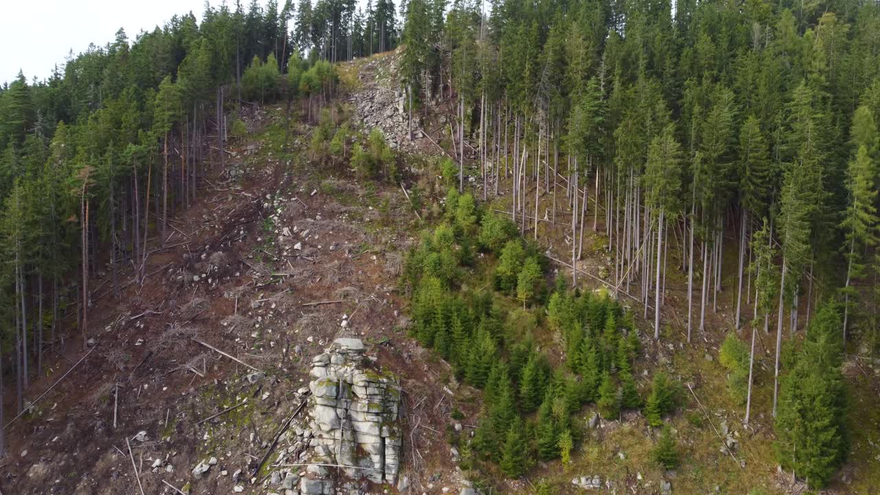 Toppbild av skadad stenig skog med nyvuxna barrträd