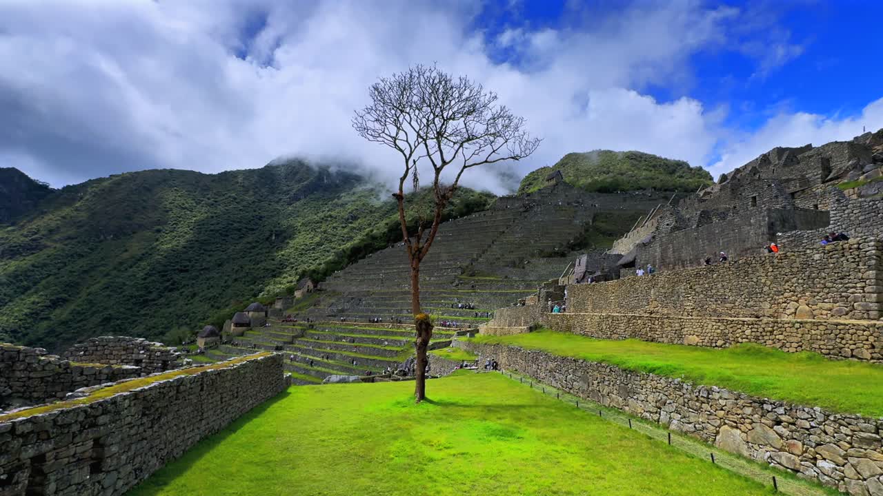 Albero di Shihuahuaco Machu Picchu cielo azzurro soleggiato nuvole mattina Perù Perú aerea drone monte Huayna Picchu stagione delle piogge verde lussureggiante Ande peruviane Tempio Inca Santuario giungla circuito turistico statico