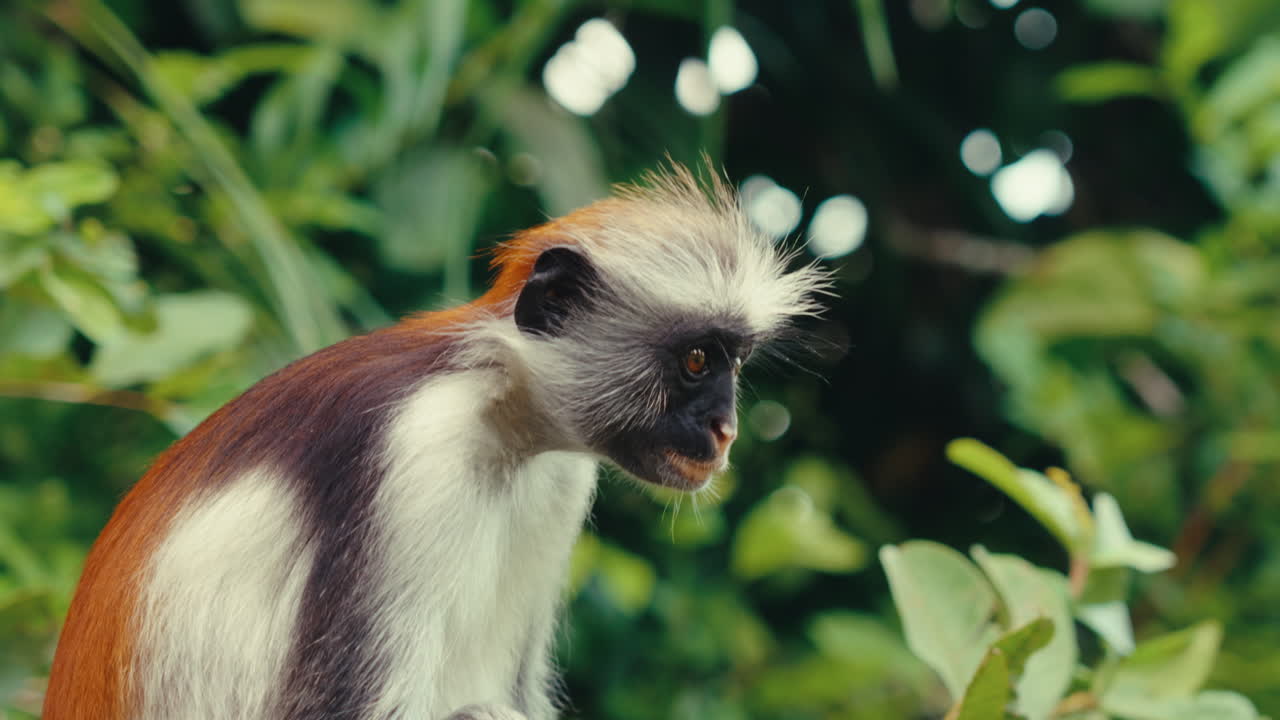 Red Colobus Monkey in a Tropical Forest