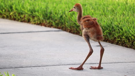 baby sandhill crane shakes water off of feathers