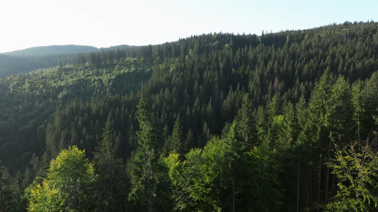 Vista aerea di una lussureggiante foresta di conifere