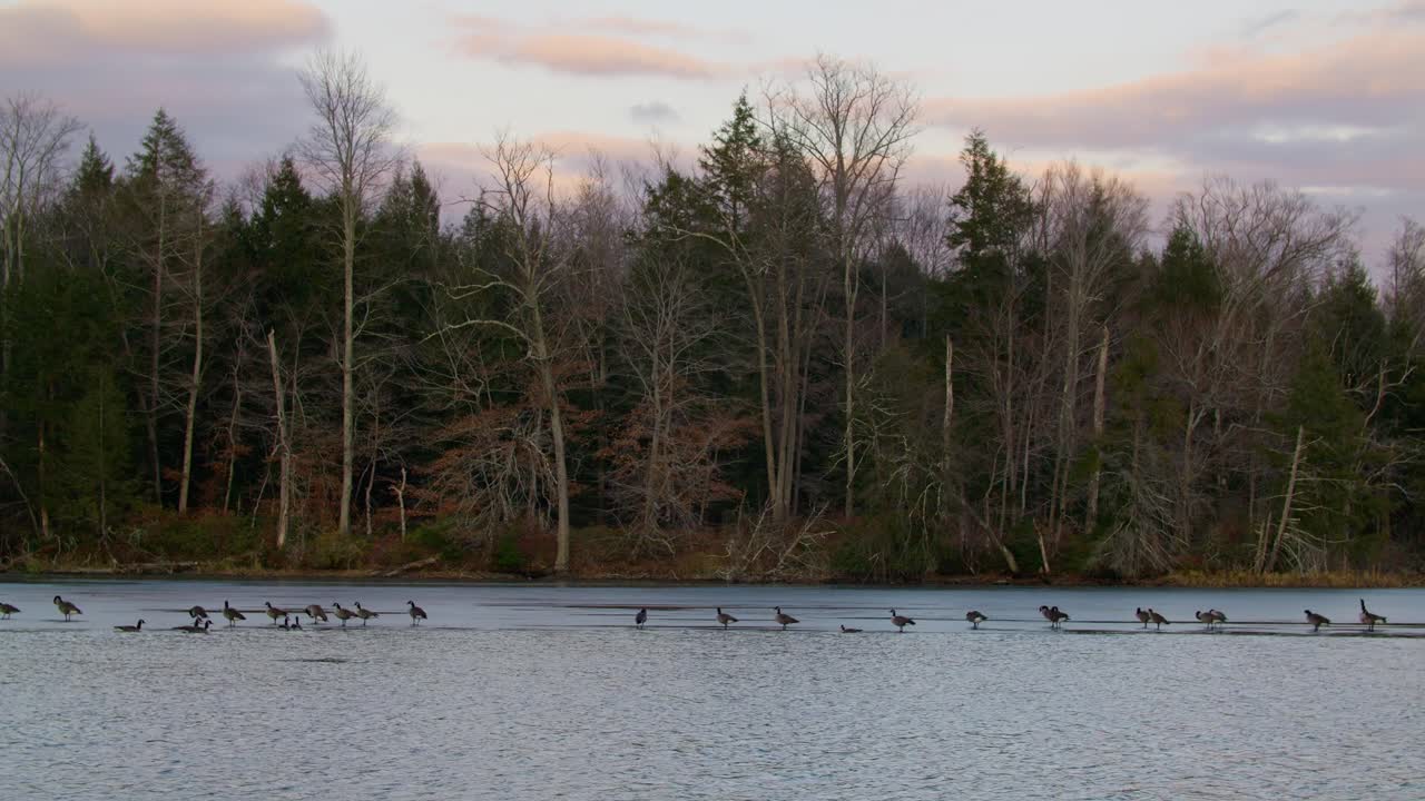 Canadian Geese Standing on Frozen Lake in Massachusetts - Slow Motion