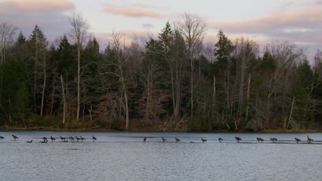 Kanadische-Gänse-Stehen-Auf-Zugefrorenem-See-In-Massachusetts---Zeitlupe