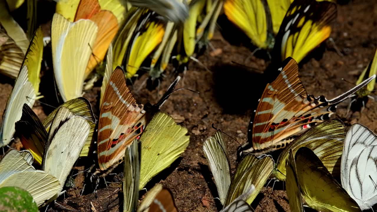 un zoom de estas mariposas bellamente marcadas junto con las amarillas, mancha de cola de espada graphium nomius, parque nacional kaeng krachan, tailandia