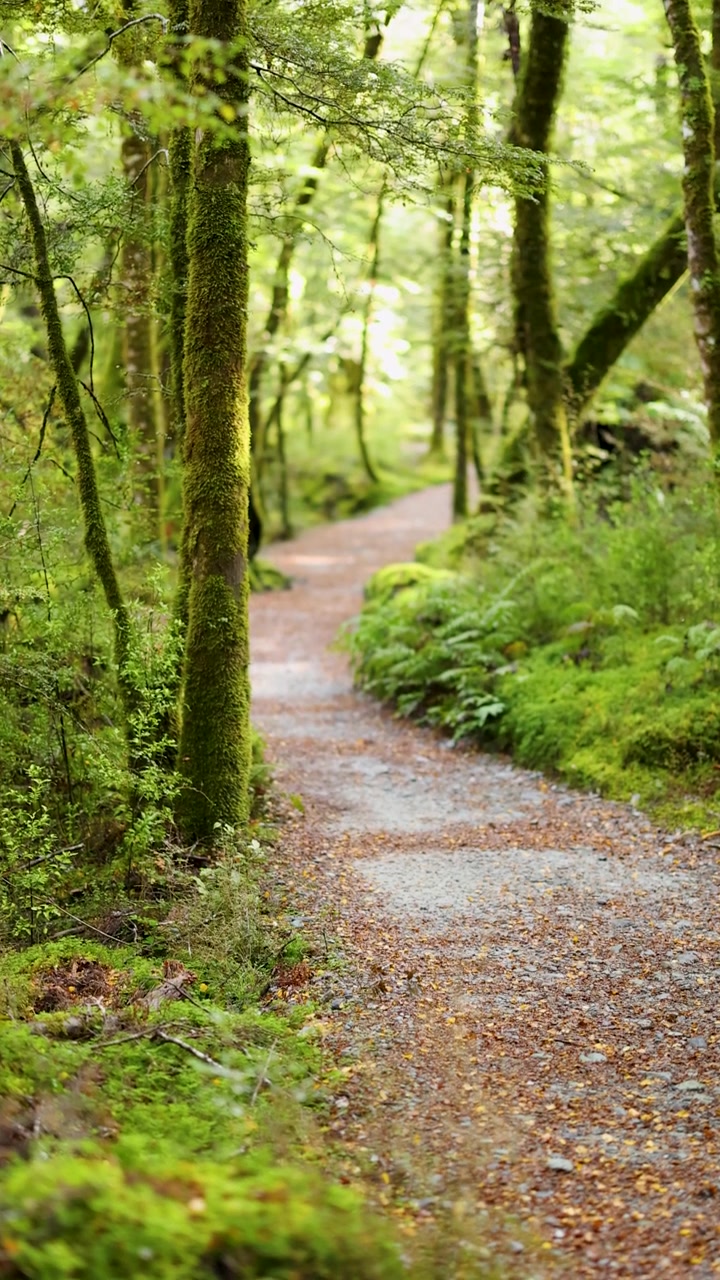 Una ripresa stabile scorre lungo un sentiero forestale muschioso, luce naturale soffusa, fogliame verde lussureggiante.