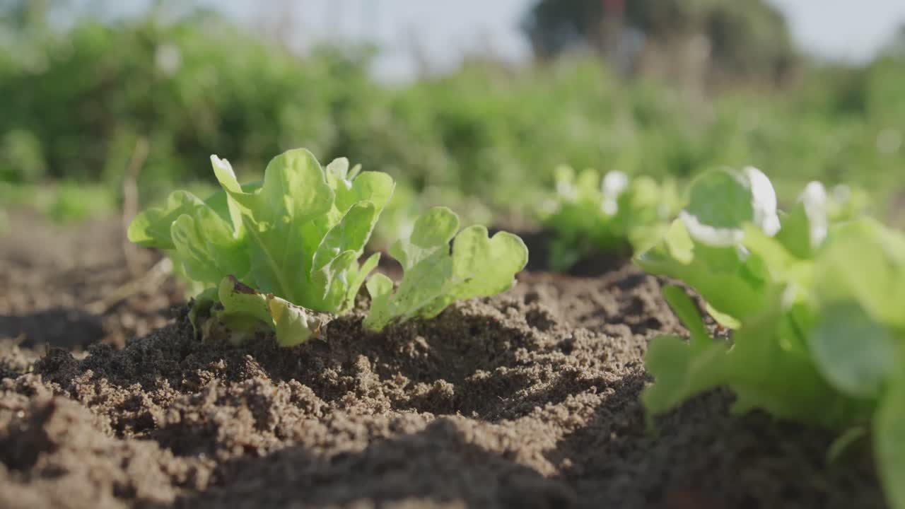 Seedlings on an organic farm