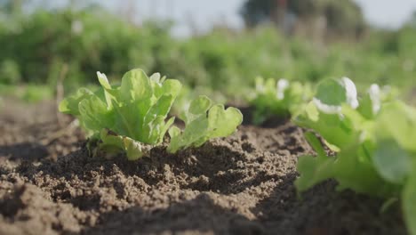 seedlings on an organic farm