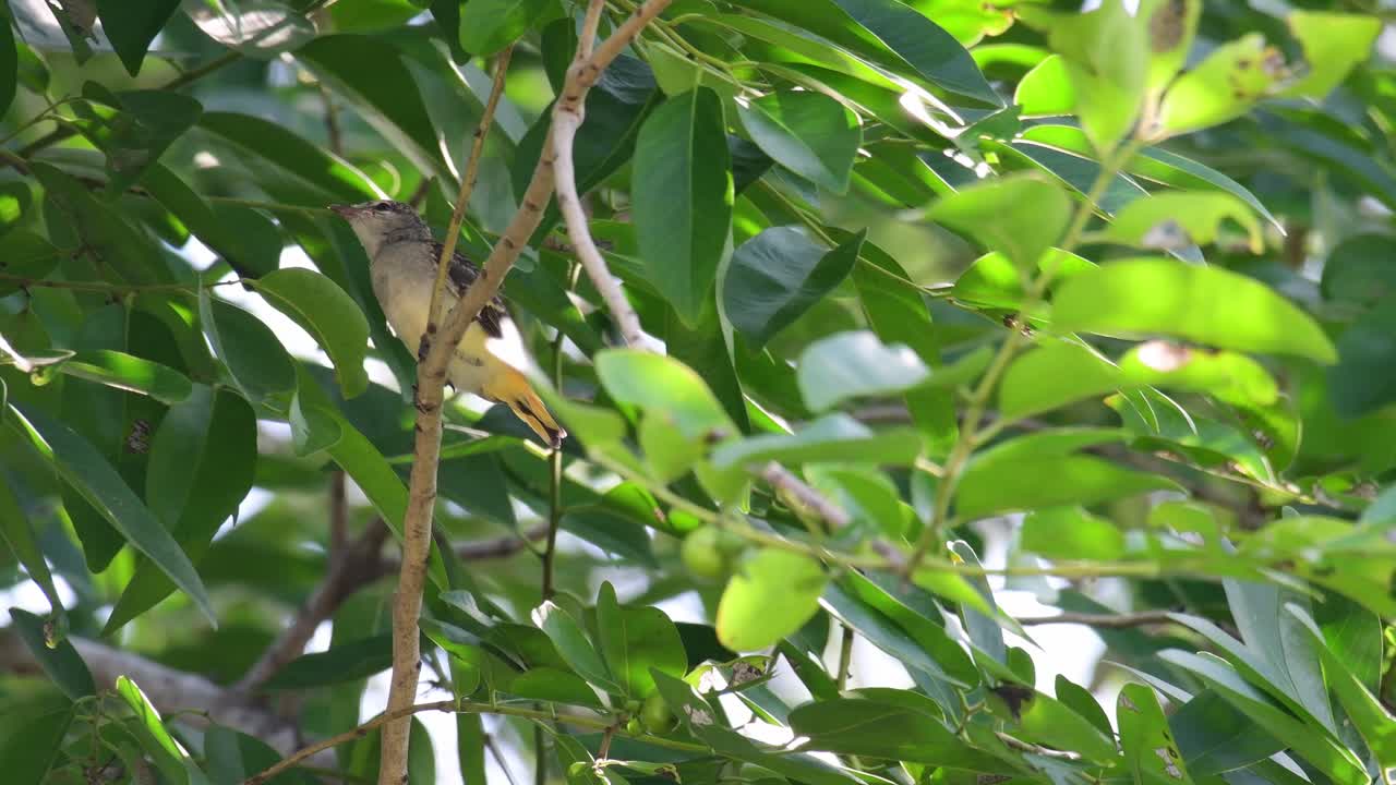 작은 minivet, pericrocotus cinnamomeus