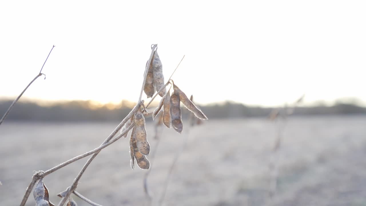 Soybeans that were missed in the harvest standing in a field and frozen in the morning light