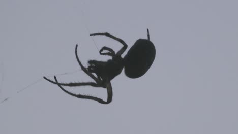 a black spider making more felxible cobweb