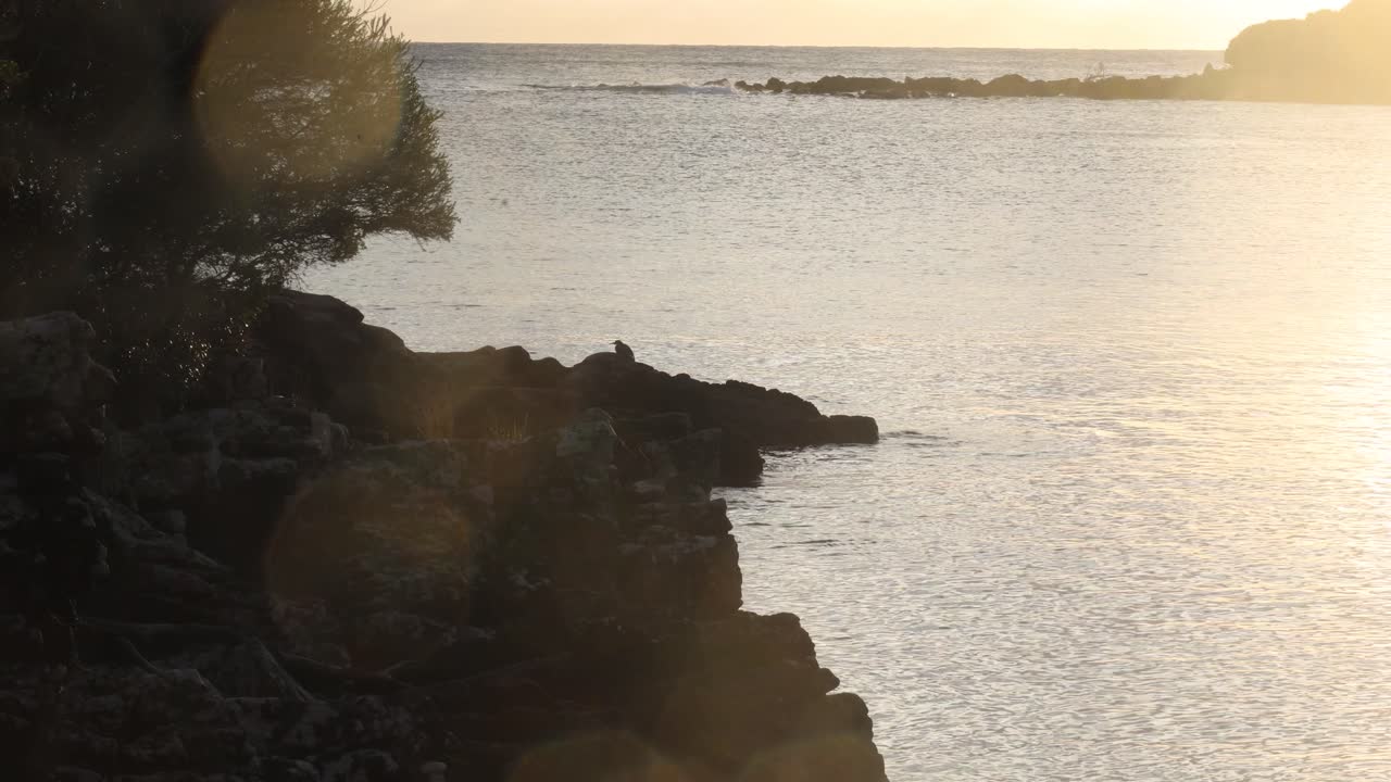 뉴 사우스 웨일즈 벤 보이드 국립공원의 고요한 만 가장자리에 있는 새에게 빛나는 아침 햇살