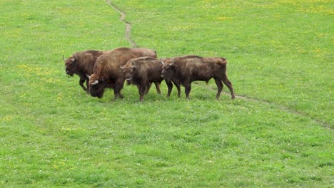 Búfalos-Salvajes-Caminando-Por-El-Campo