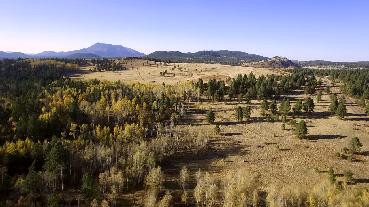 Pioppi spogli visti da drone aereo ai margini della pineta della Foresta Nazionale Coconino