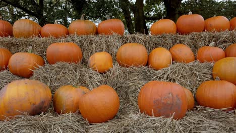 Primer-Plano-Estático-Del-Premio-Calabazas-De-Halloween-Que-Se-Muestran-En-Balas-De-Heno