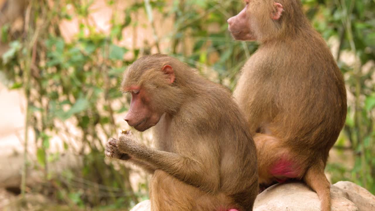 Deux babouins hamadryas adultes sont assis sur un rocher, se toilettant et observant leur environnement naturel
