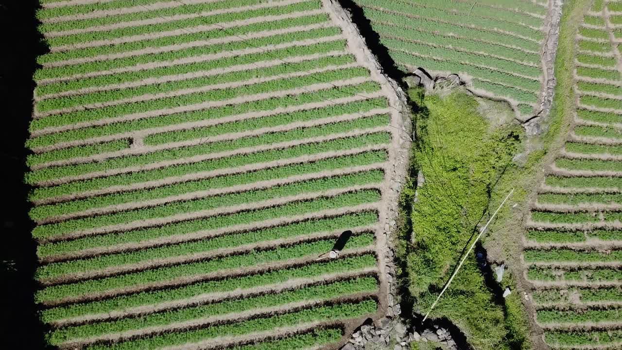 de arriba hacia abajo ascendiendo sobre los agricultores labrando la tierra en un arrozal de huerto verde con sombrero de paja sosteniendo una pala rastrillo en un valle montañoso en kabayan benguet filipinas