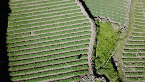Top-down-ascending-over-farmers-tilling-the-soil-in-a-green-vegetable-garden-paddy-wearing-straw-hat-holding-rake-spade-in-mountainous-valley-in-Kabayan-Benguet-Philippines