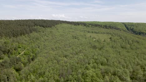ucrania hermosos bosques árboles en verano - vuelo aéreo
