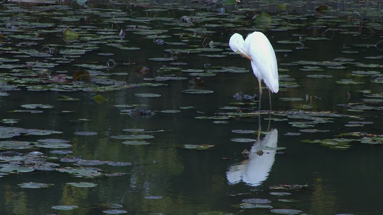 Great egret bird preens white plumage in dark green lily pad pond