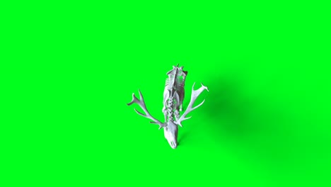 skeleton deer animation on green screen. isolate. realistic 4k animation.