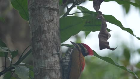 a common flameback woodpecker clinging to the side of a tree trunk, with its head slightly lowered