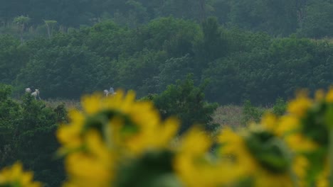 Horses-seen-running-towards-the-left-following-a-path-just-outside-the-forest-and-the-sunflower-plantation,-Common-Sunflower-Helianthus-annuus,-Thailand