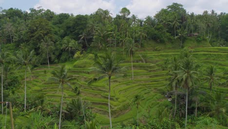 panorama of tegallalang rice terraces landscape in gianyar, bali, indonesia