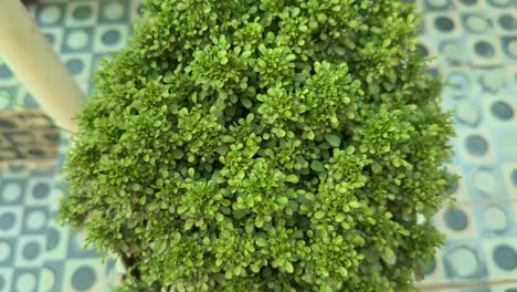 closeup of murraya paniculata also known as table kamini plant with glossy green foliage