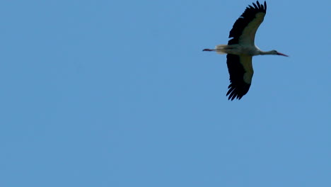 a stork soaring high in the clear blue sky, wings fully extended in graceful flight, showcasing its impressive wingspan