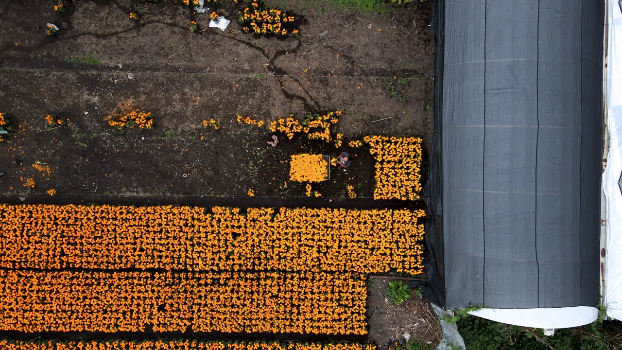 vista aerea de campesino recogiendo flores en xochimilco