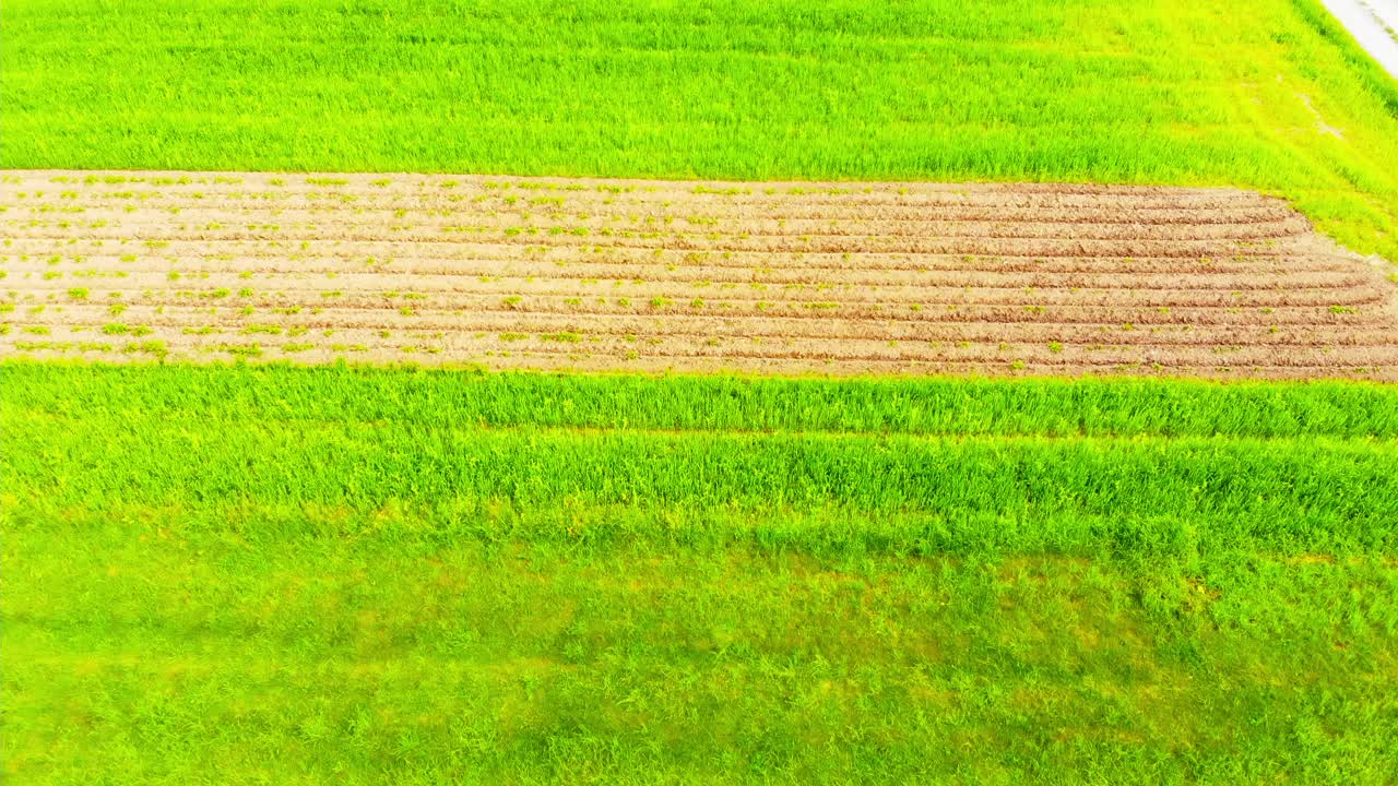 무성한 녹색 여름 들판의 공중 드론 보기