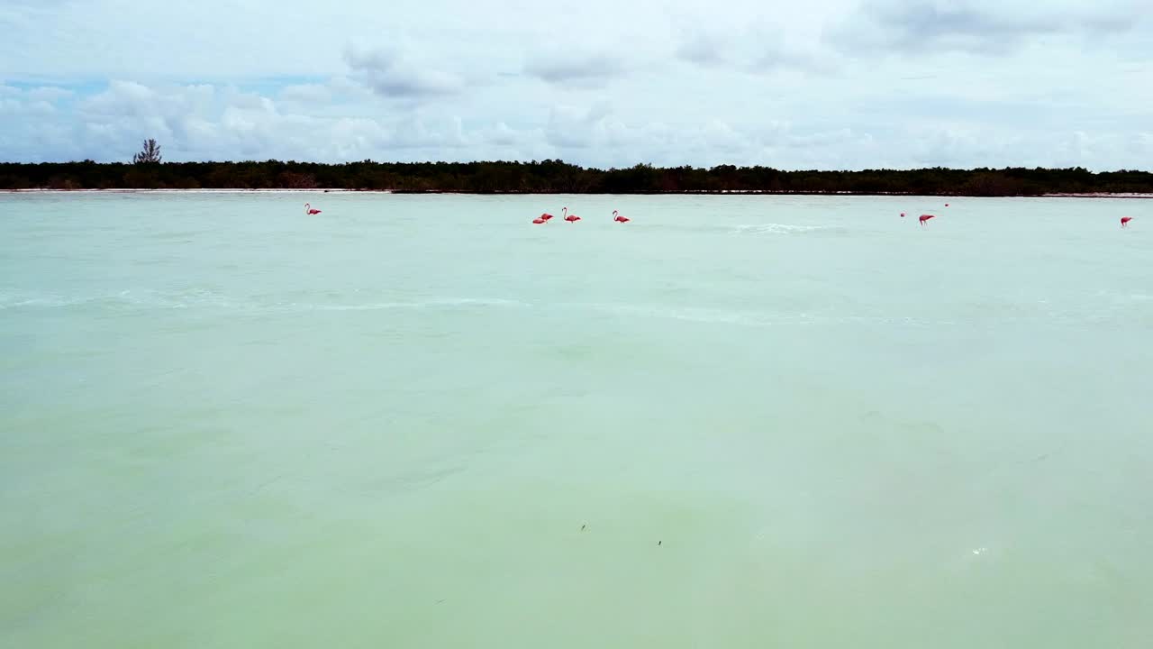 Calm sea of   crystal clear waters with sand banks where flamingos are found
