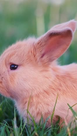little brown bunny in green grass. a beautiful rabbit in the garden