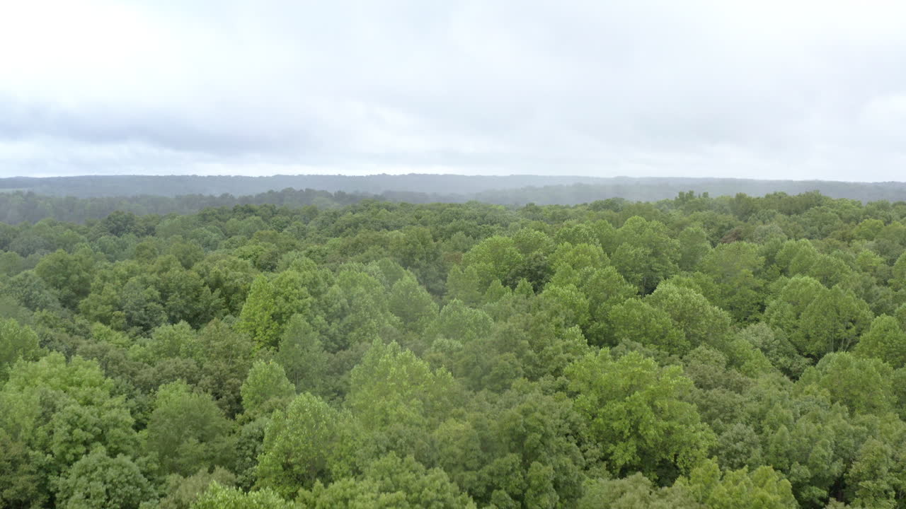 Captivating drone descent showcasing a vibrant green forest with a mesmerizing parallax shift, framed by a hazy distant ridge under a soft, overcast sky
