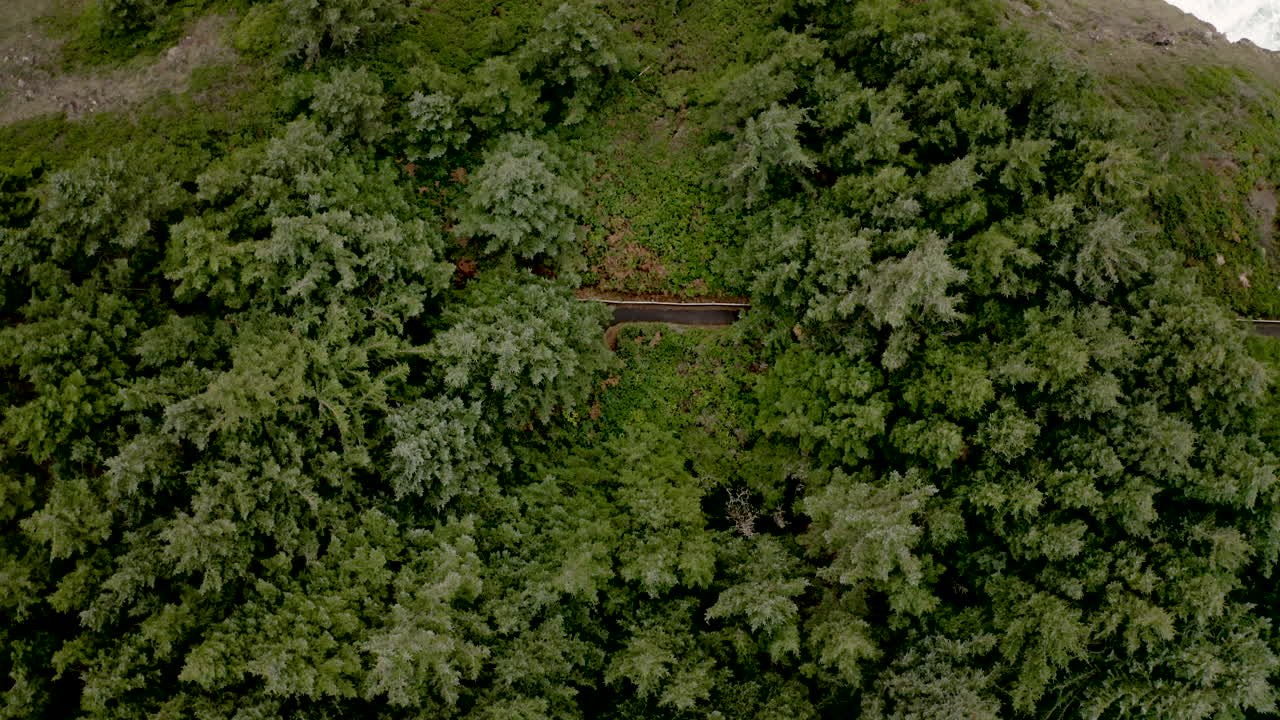 Aerial View of Lush Coastal Forest and Ocean Waves